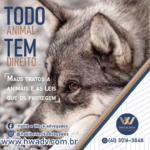 Direito dos animais. O que diz a lei sobre pets em condomínio?